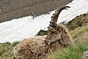 73 Intento a brucare l'erba...gli passo vicinissimo